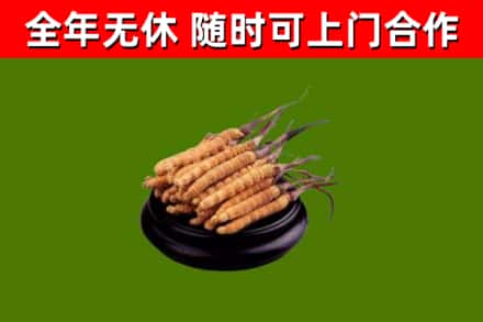 阿合奇县回收冬虫夏草