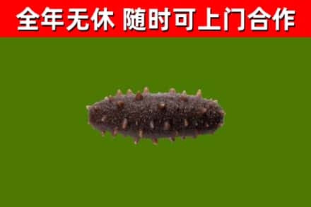 阿合奇县回收海参干